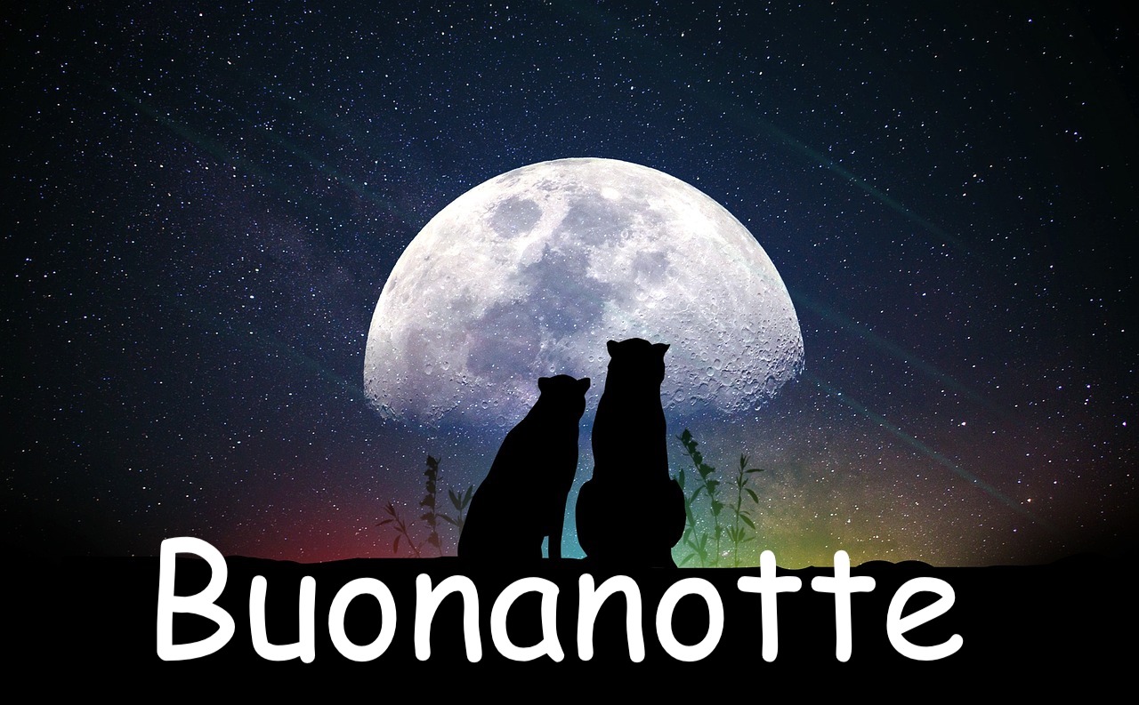 immagine per una dolce notte che ritrae la luna e le stelle con due felini